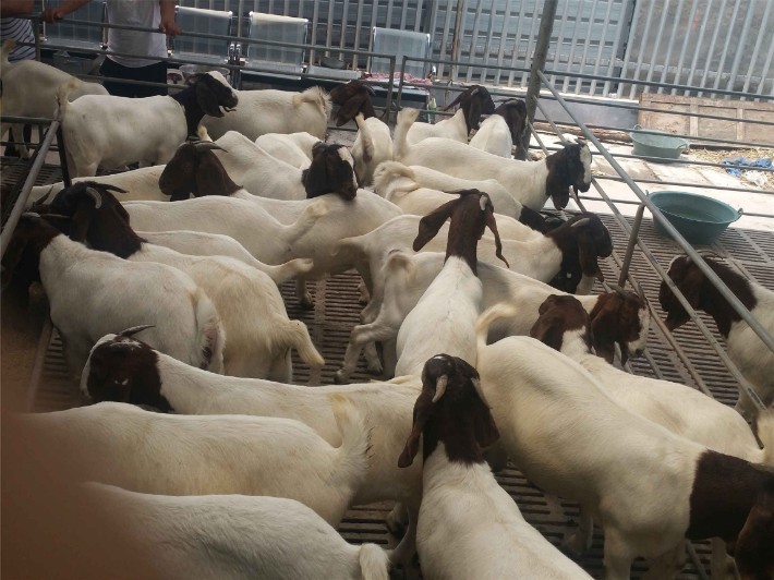 羊苗最新价格动态与市场价格分析，市场动态与市场趋势解析