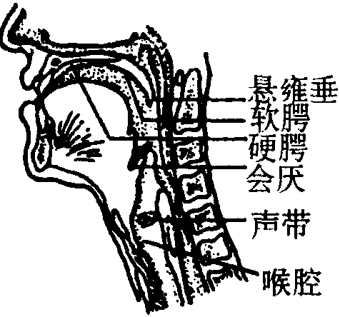 探索人体奥秘，咽喉世界的最新章节揭秘